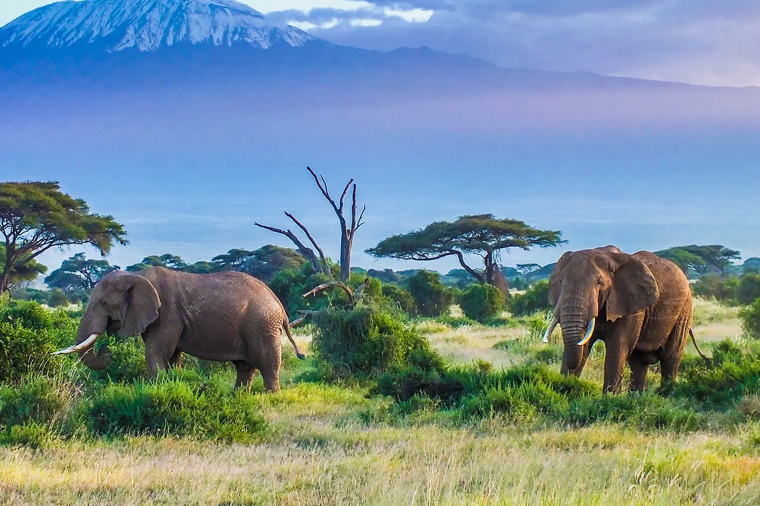 Elephants crossing a luxury safari landscape